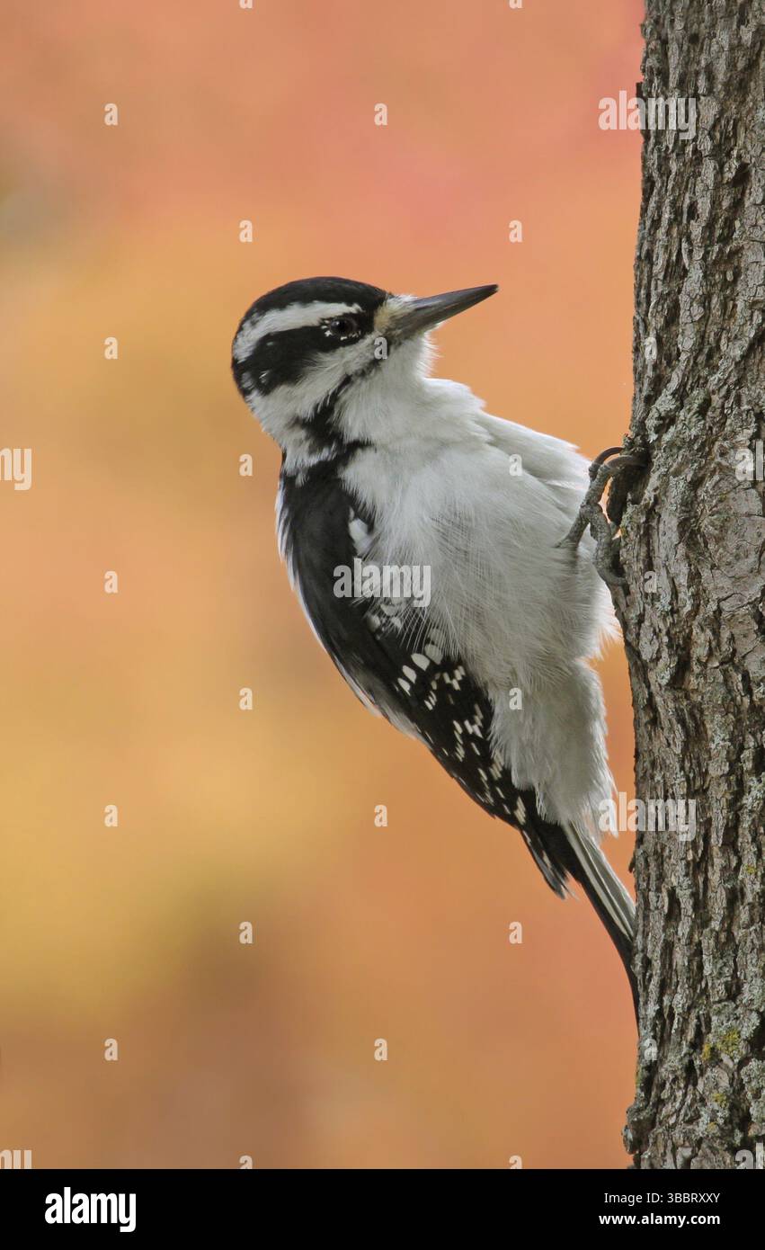 Peloso picchio (Leuconotopicus villosus) femminile, Saskatchewan, Canada, Nord America Foto Stock