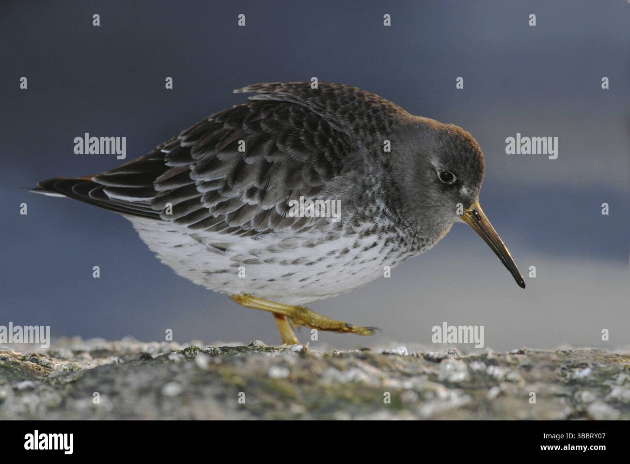 Sandpiper viola (Calidris maritima), New Jersey, Stati Uniti, Nord America Foto Stock