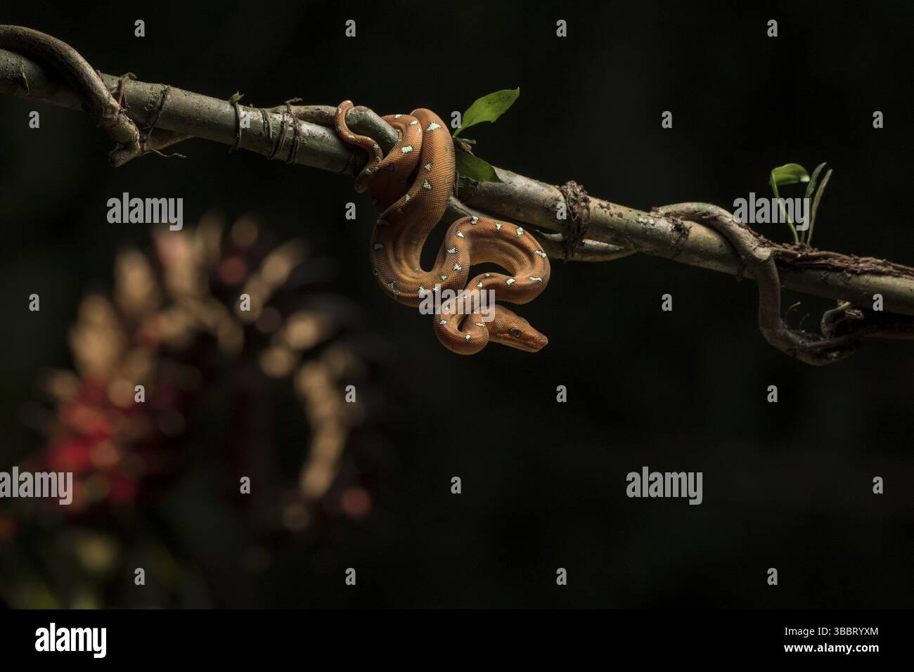 Un boa di smeraldo giovanile raramente visto nella foresta pluviale nella regione amazzonica del Perù Foto Stock
