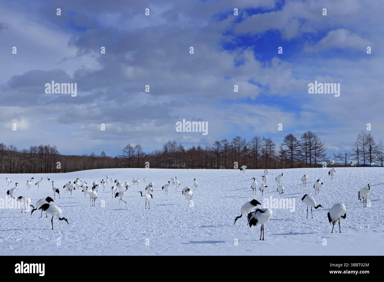 Fauna selvatica dalla natura innevata. Coppia danzante di gru a corona rossa con ala aperta in volo, con giorno di sole, Hokkaido, Giappone. Uccello in mosca, sce invernale Foto Stock