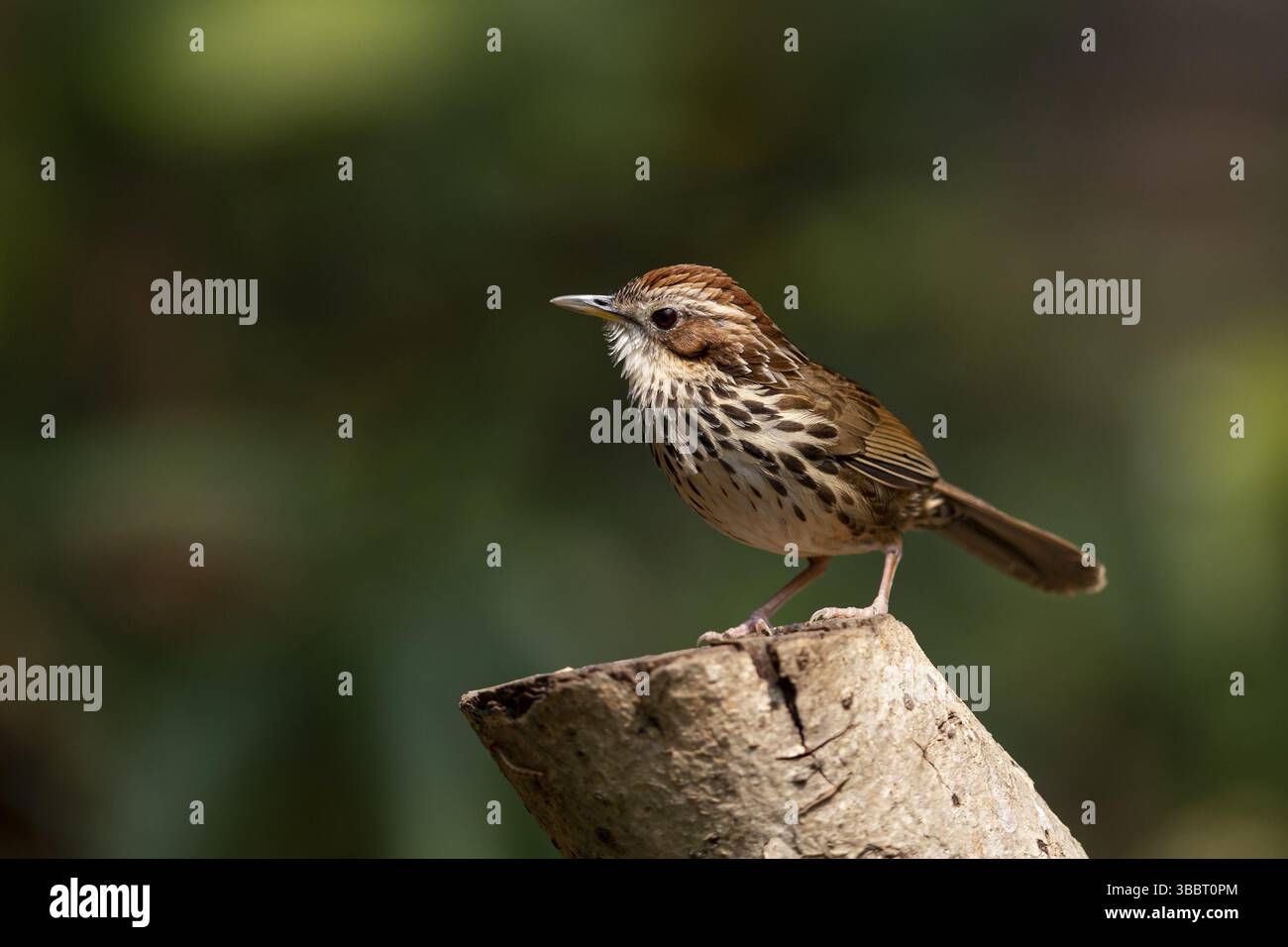 Puff-throated Babbler (Pellorneum ruficeps shanense), Yunnan, Cina, Asia Foto Stock