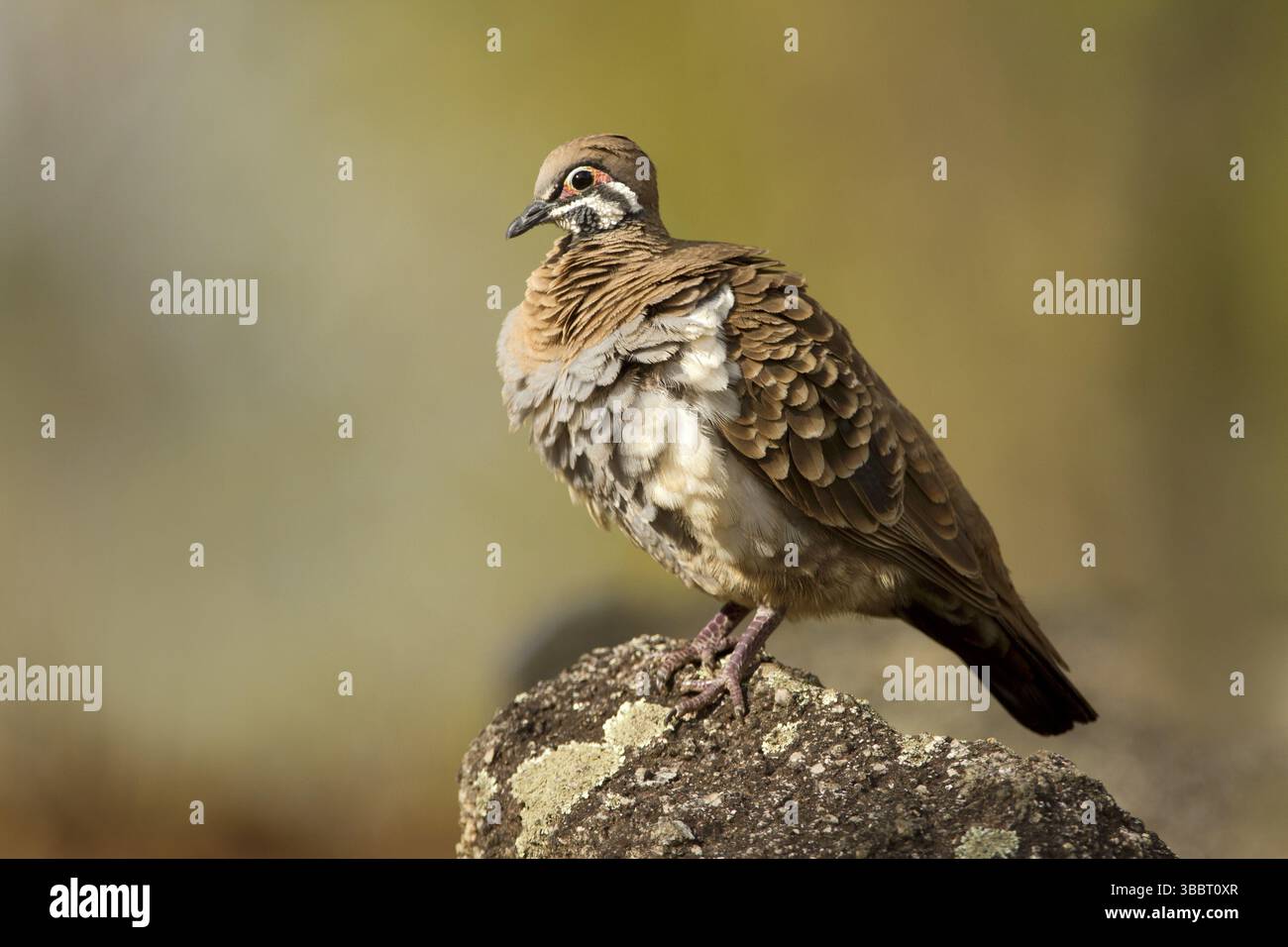 Squatter Pigeon (Geoppresuma scripta peninsulae), Queensland, Australia, Oceania Foto Stock
