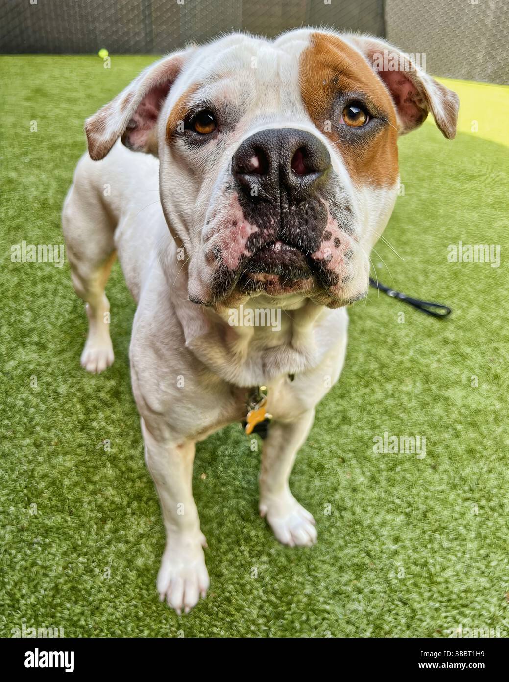 San Francisco, California, Stati Uniti – 7 aprile 2025: Un Bulldog americano con toppe marroni è in allerta sul prato verde in un rifugio pubblico per animali. Foto Stock