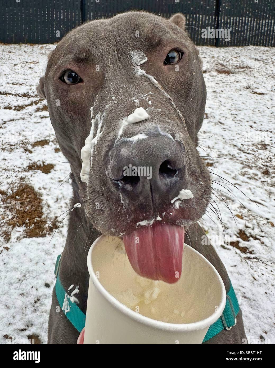 Lago Tahoe California, Stati Uniti d'America – 2 febbraio 2025: Un pitbull grigio lecca la panna montata da una tazza di puppachino nella neve durante una gita di arricchimento. Foto Stock