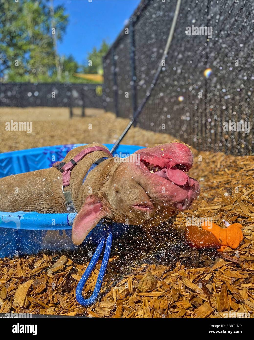 San Francisco, California, USA – 5 aprile 2025: Un pitbull marrone spruzza acqua in un'area giochi recintata durante l'arricchimento pomeridiano in un rifugio pubblico. Foto Stock