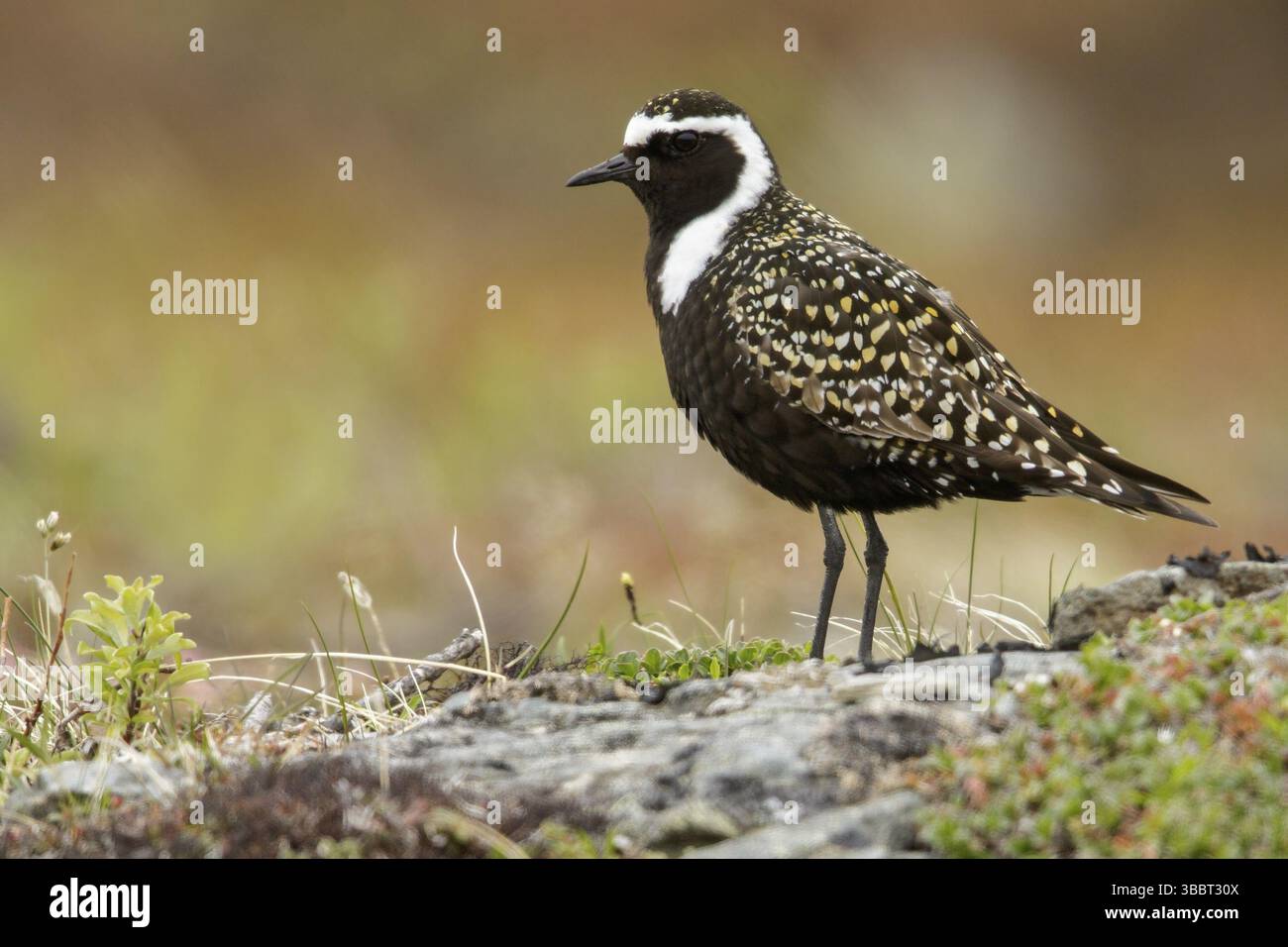American Golden-Plover (Pluvialis dominica) arroccato sulla tundra a nome, Alaska Foto Stock