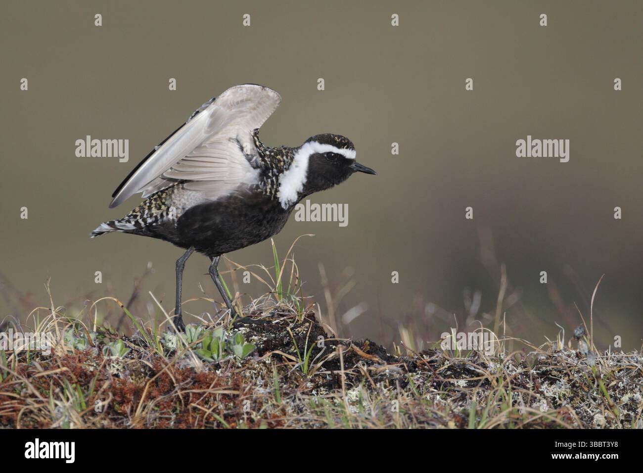 American Golden Plover (Pluvialis dominica), Alaska, Stati Uniti, Nord America Foto Stock