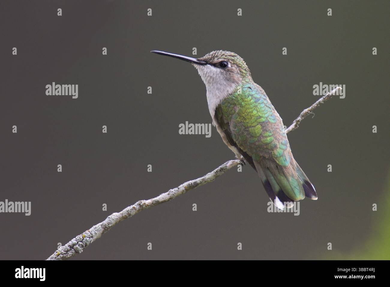 Hummingbird (Archilochus alexandri), Texas, Stati Uniti, Nord America Foto Stock