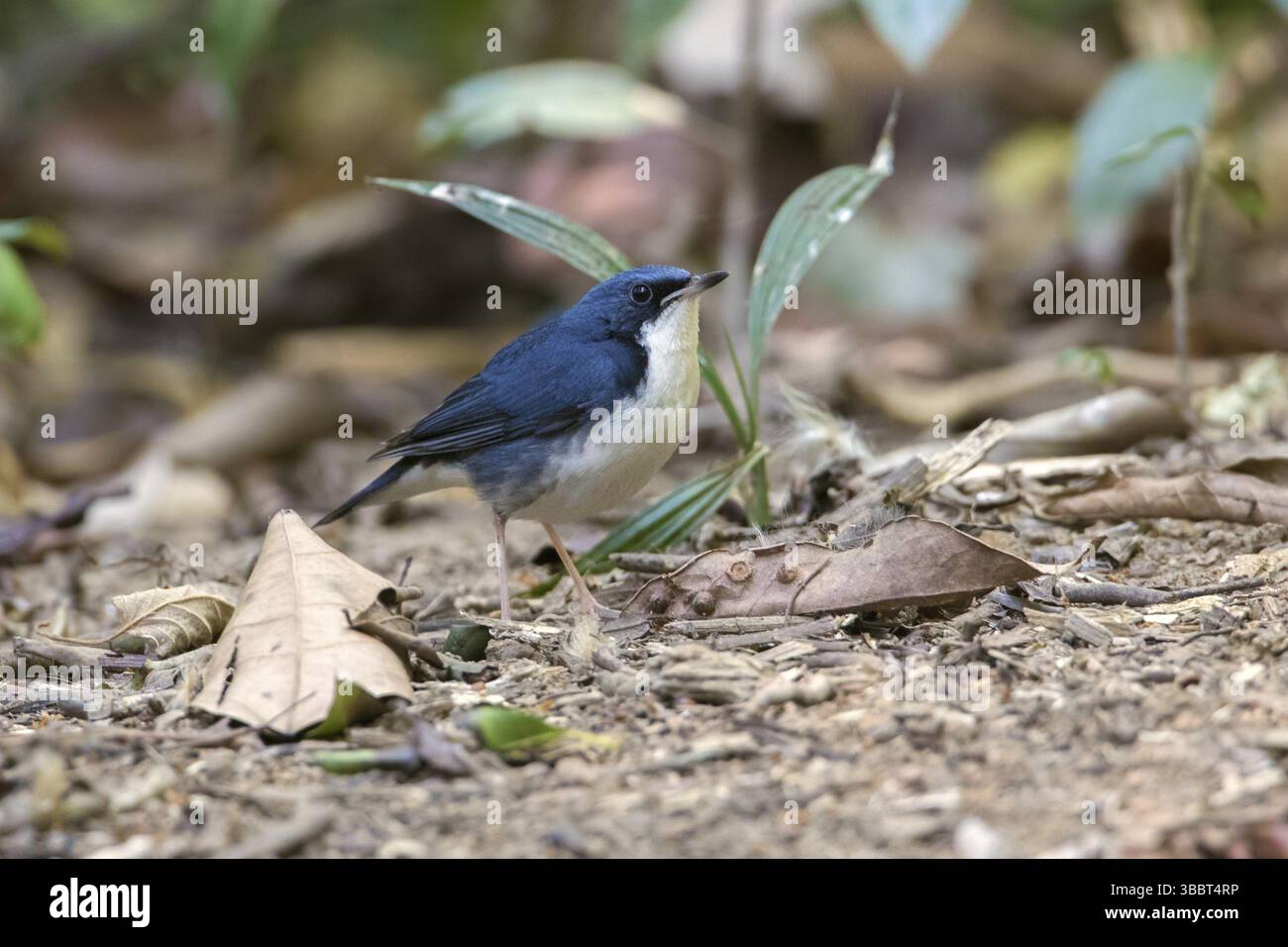 Siberian Blue Robin (Larvivora cyane) maschio arroccato a terra, di Linh, Vietnam, Asia Foto Stock