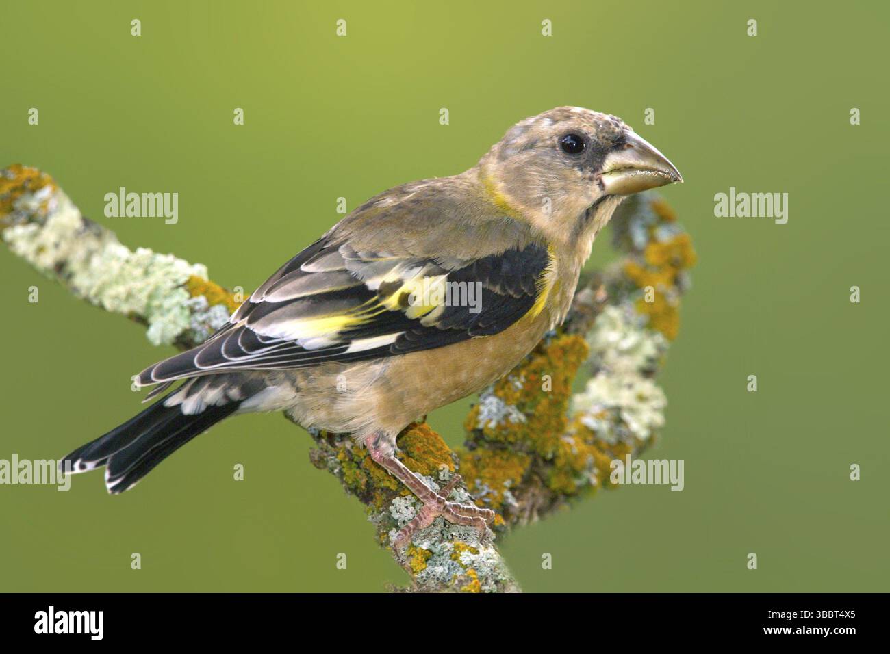 Evening Grosbeak Coccothraustes vespertinus Tamarack, Minnesota, Stati Uniti 6 settembre Fringillidae giovani Foto Stock