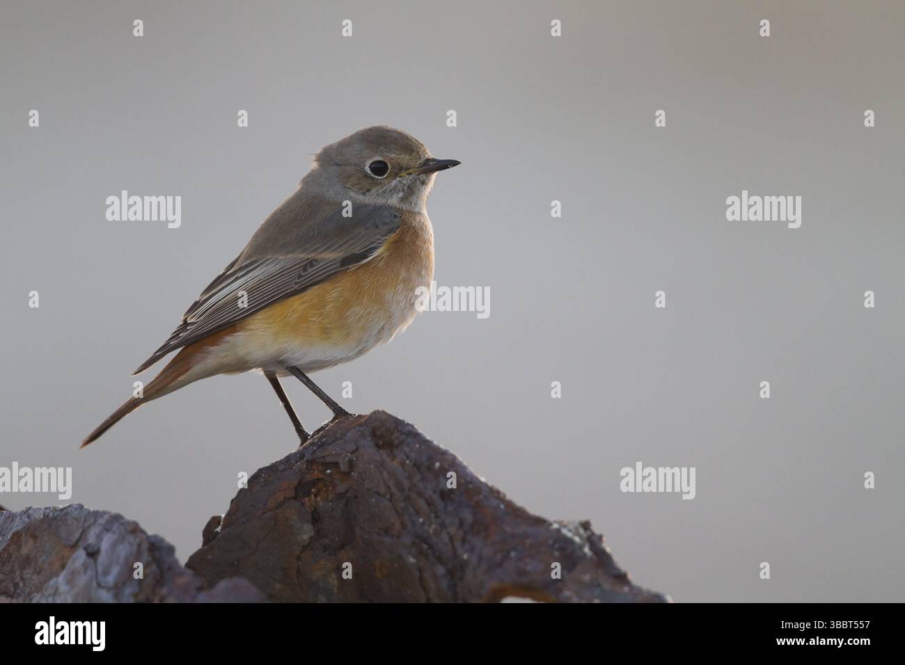 Redstart comune - Gartenrotschwanz - Phoenicurus phoenicurus ssp. Phoenicurus, Germania, uomo adulto, Europa Foto Stock