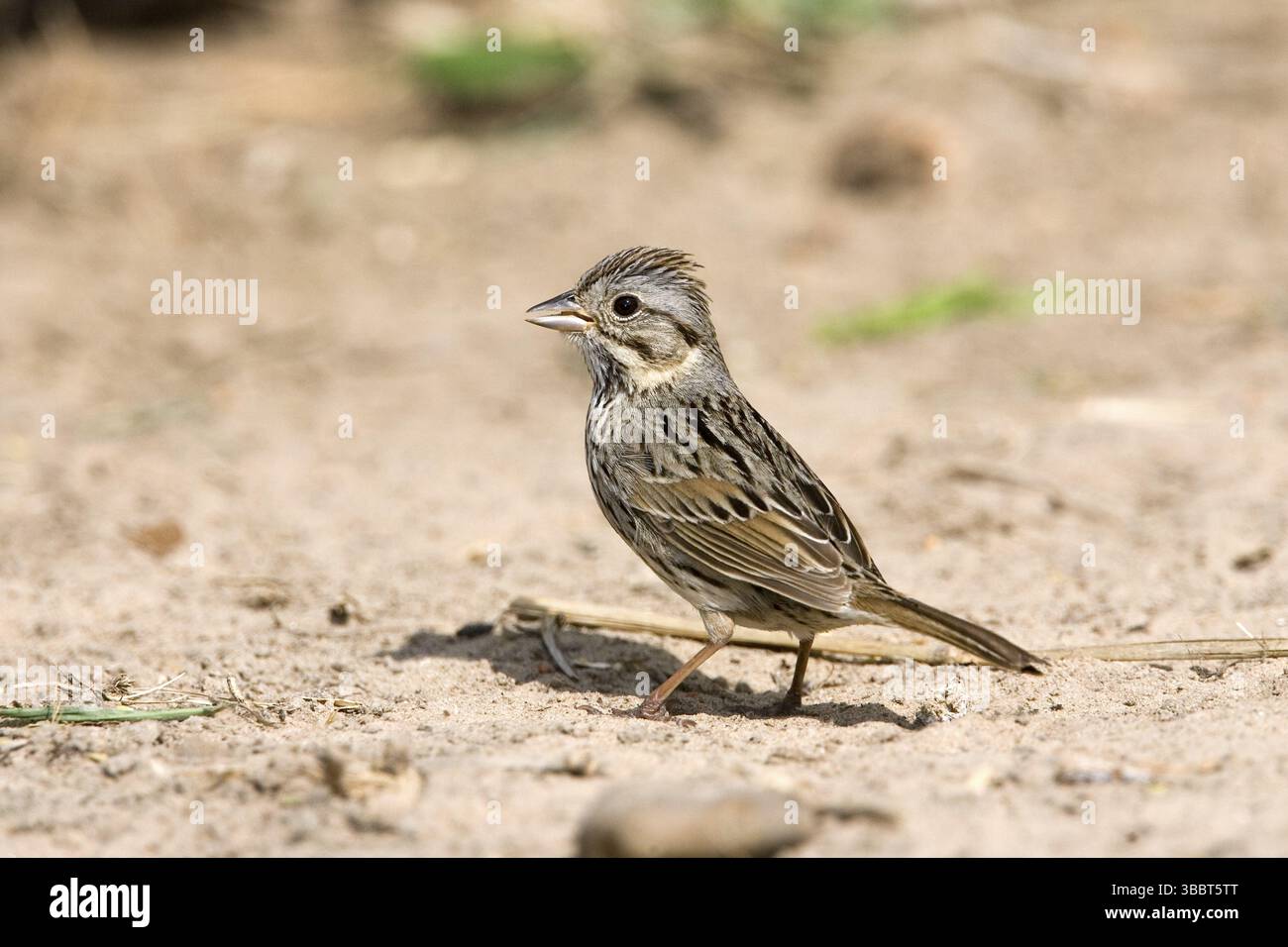 Lincoln's Sparrow Melospiza lincolnii McAllen, Texas, Stati Uniti 28 marzo Adult Emberizidae Foto Stock