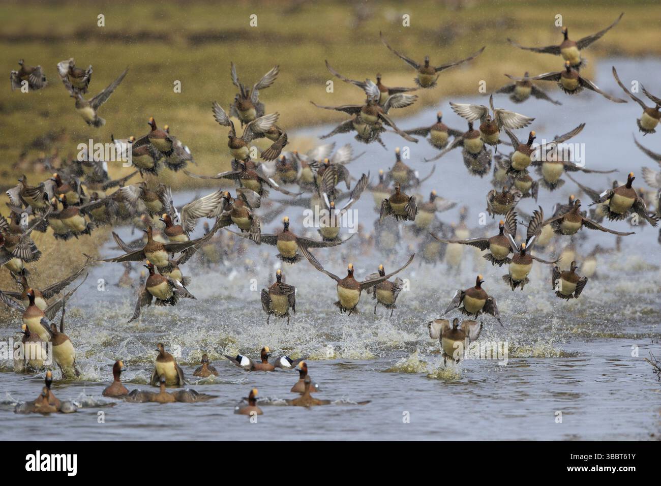 Eurasiatico Wigeon (Mareca penelope), sbarco di greggi, Paesi Bassi Foto Stock