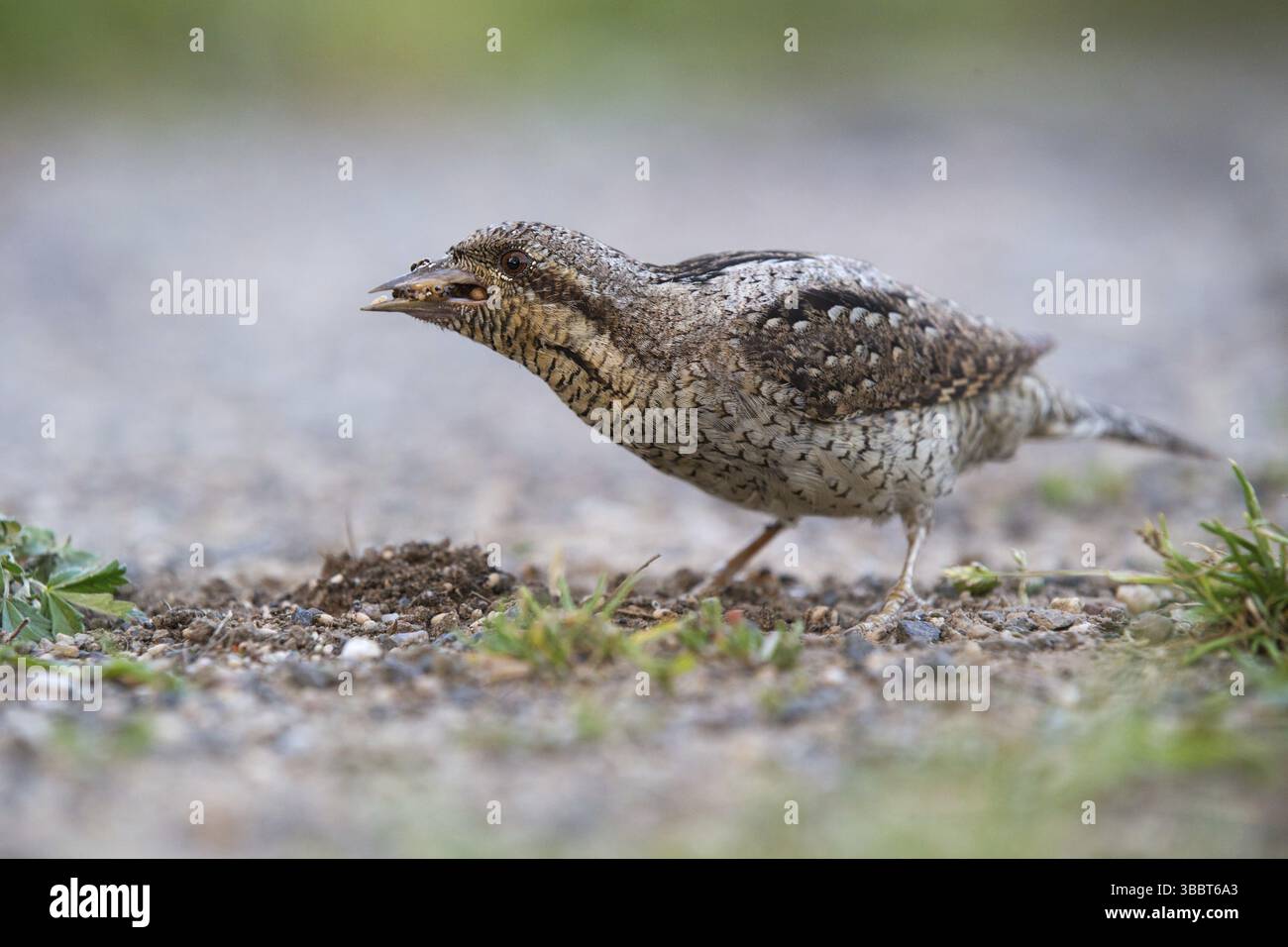 Foraggio eurasiatico Wryneck (Jynx torquilla), Sassonia, Germania, Europa Foto Stock