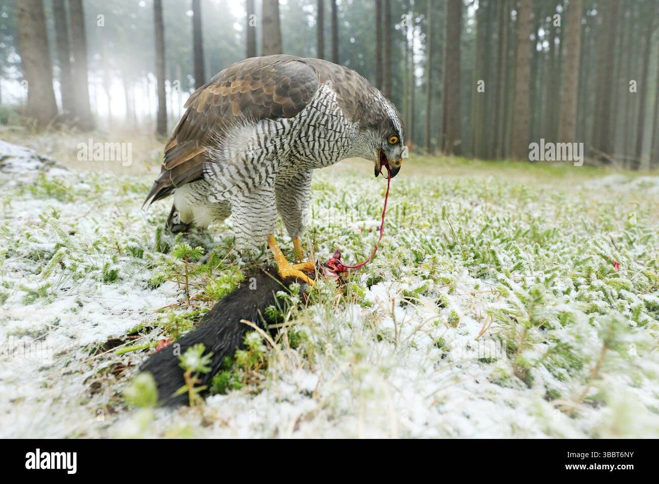 Goshawk con scoiattolo nero ucciso nella foresta con neve d'inverno - foto con obiettivo grandangolare. Scena faunistica in habitat naturale. Foresta con uccello di Foto Stock