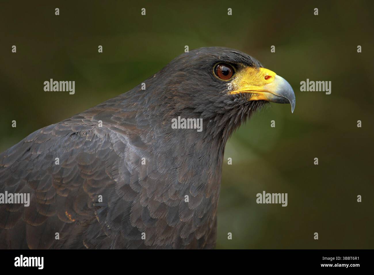 Grande Falco Nero, Buteogallus urubitinga, ritratto dettagliato dell'uccello selvatico del Belize. Birdwatching del Sud America. Natura selvaggia. Giallo Foto Stock