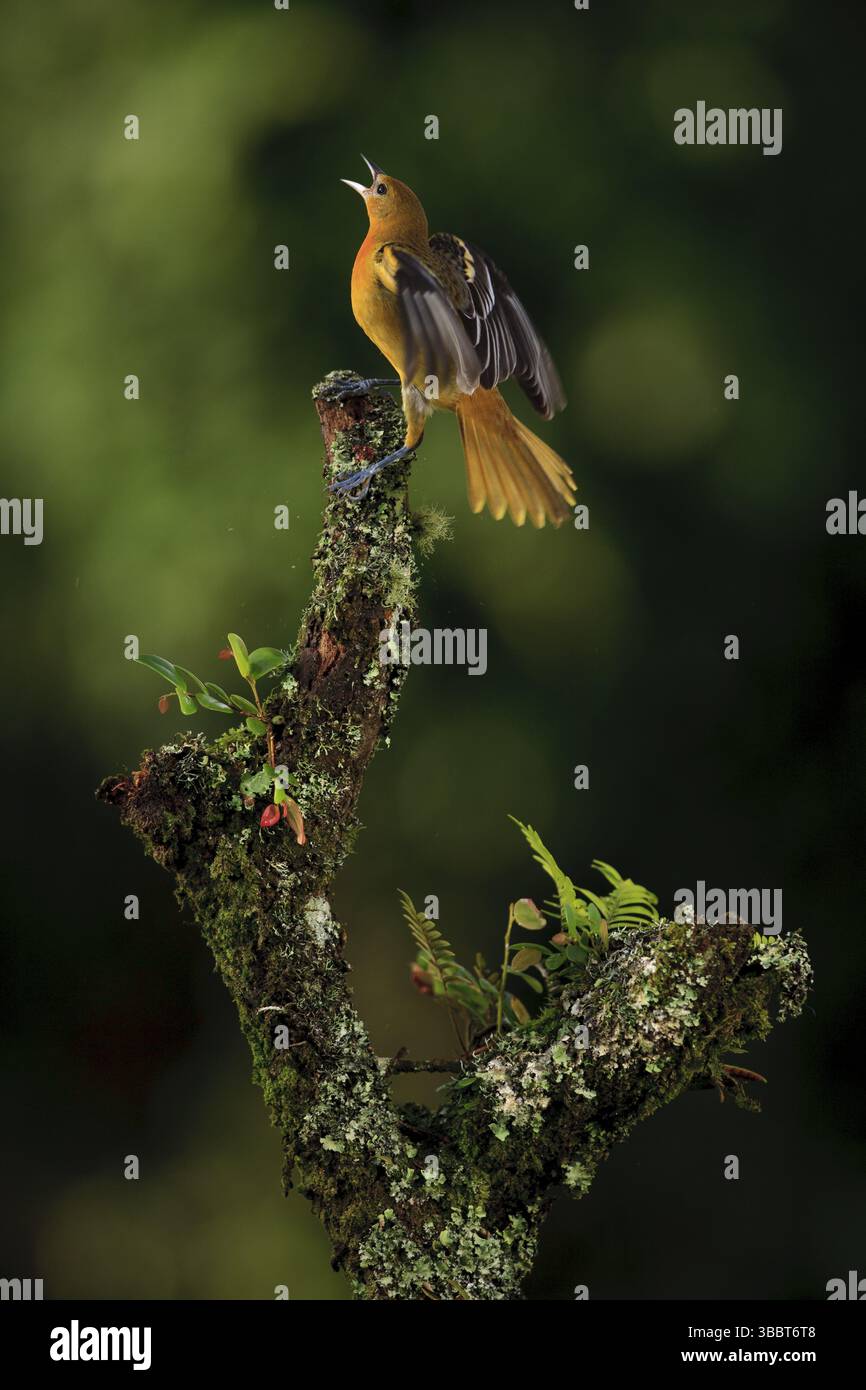 Ho mangiatoie per uccelli nel mio cortile di casa mia, negli altopiani costaricani. Nei mesi invernali settentrionali, un certo numero di specie nordamericane si uniscono a t Foto Stock