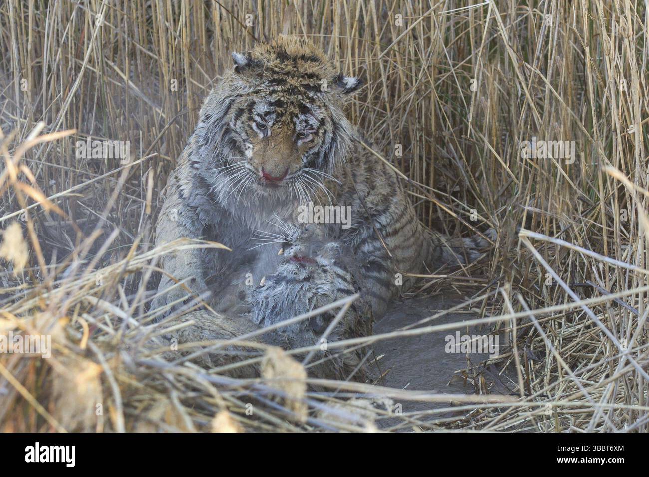 Tigre del Bengala (Panthera tigris) due maschi che combattono, prigioniero, Philippolis, Sudafrica, Africa Foto Stock