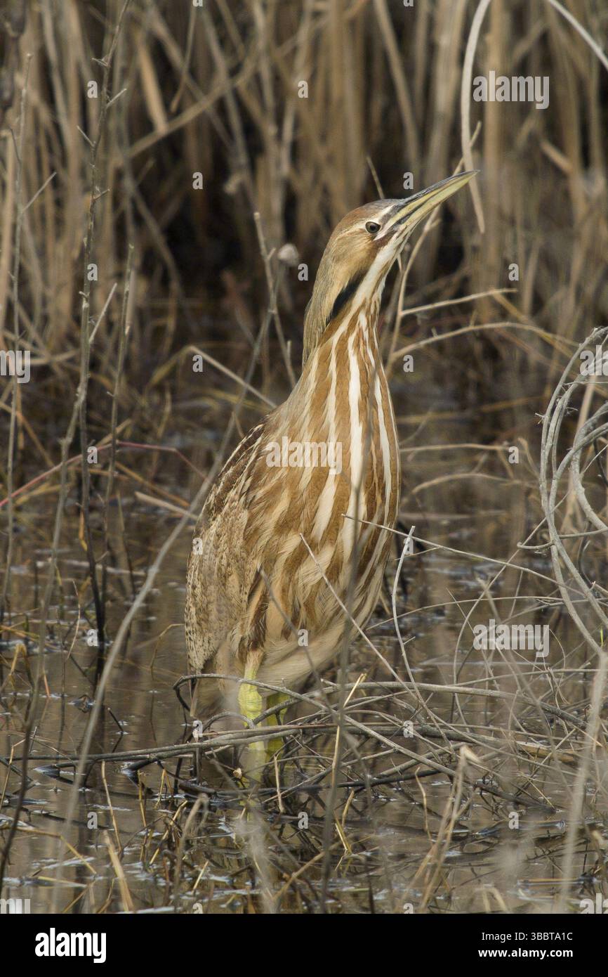 American tarabuso nella palude d'acqua dolce, Yolo County in California Foto Stock