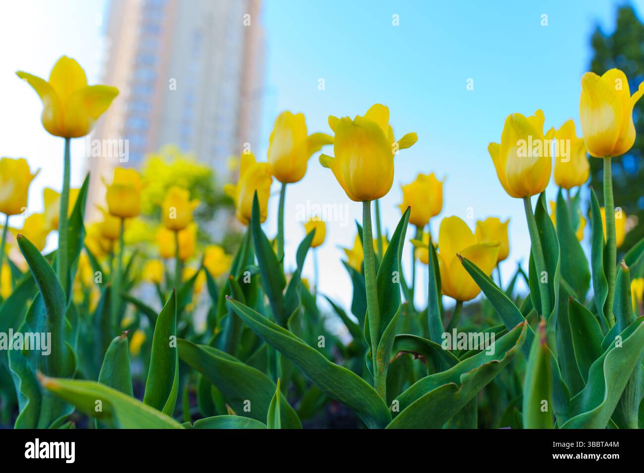 Tulipani gialli vibranti in piena fioritura, adagiati su uno sfondo urbano, evidenziando il contrasto tra la natura e l'architettura della città. Foto Stock
