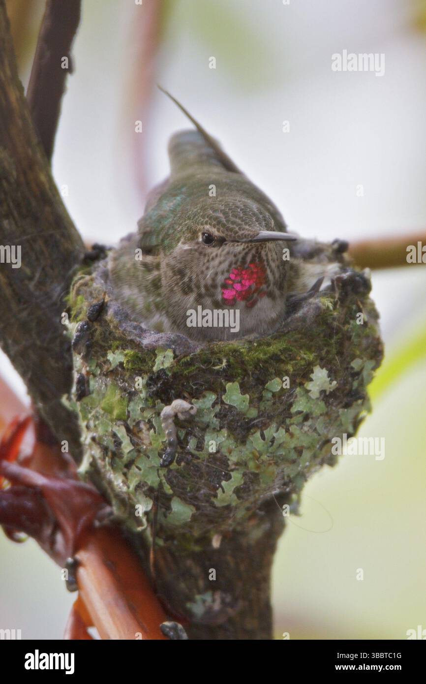 Anna Hummingbird (Calypte anna), Stati Uniti, Nord America Foto Stock