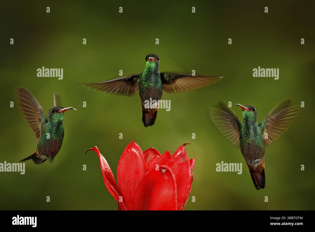 Tre uccelli con fiore rosso. Hummingbird con coda rufosa, Amazilia tzacatl, uccello che vola accanto al bel fiore rosso di ibisco rosa in habitat naturale wit Foto Stock
