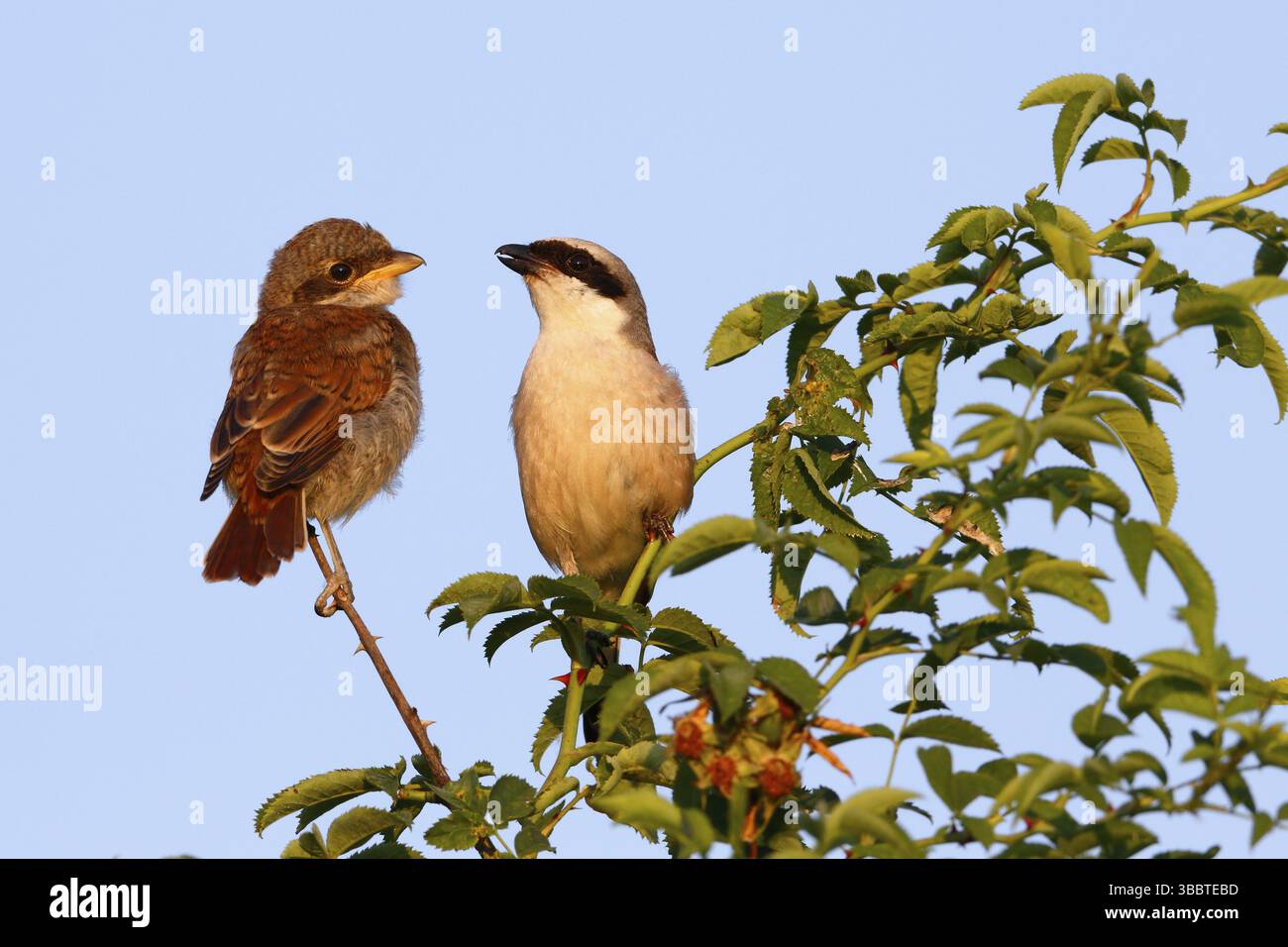 Shrike a dorso rosso (Lanius collurio) maschio con giovane, Sassonia-Anhalt, Germania, Europa Foto Stock