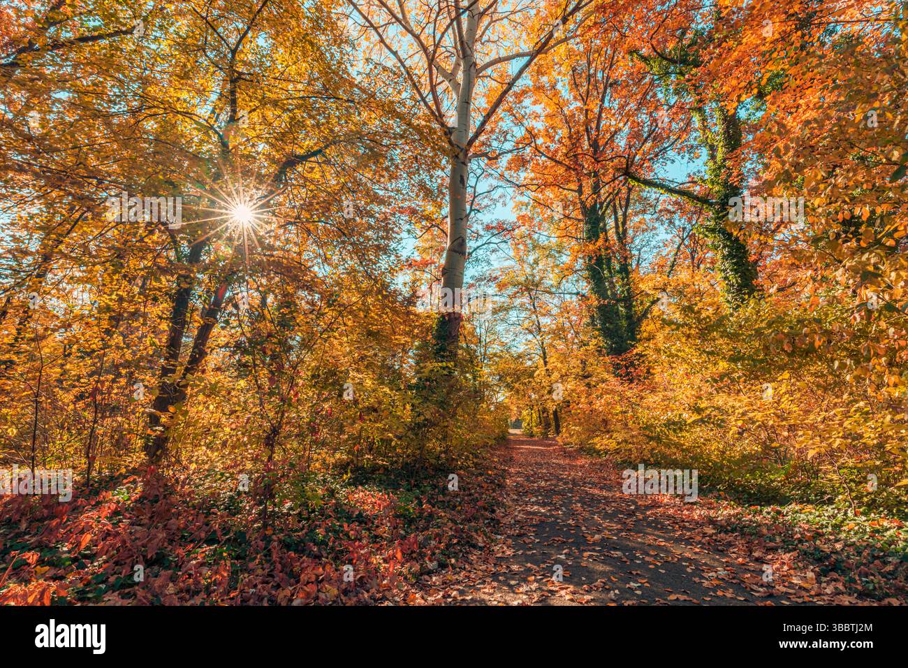 Pittoresca foresta autunnale con foglie arancioni e gialle che si illuminano alla luce soffusa del sole, paesaggio naturale stagionale, tranquillo scenario all'aperto Foto Stock