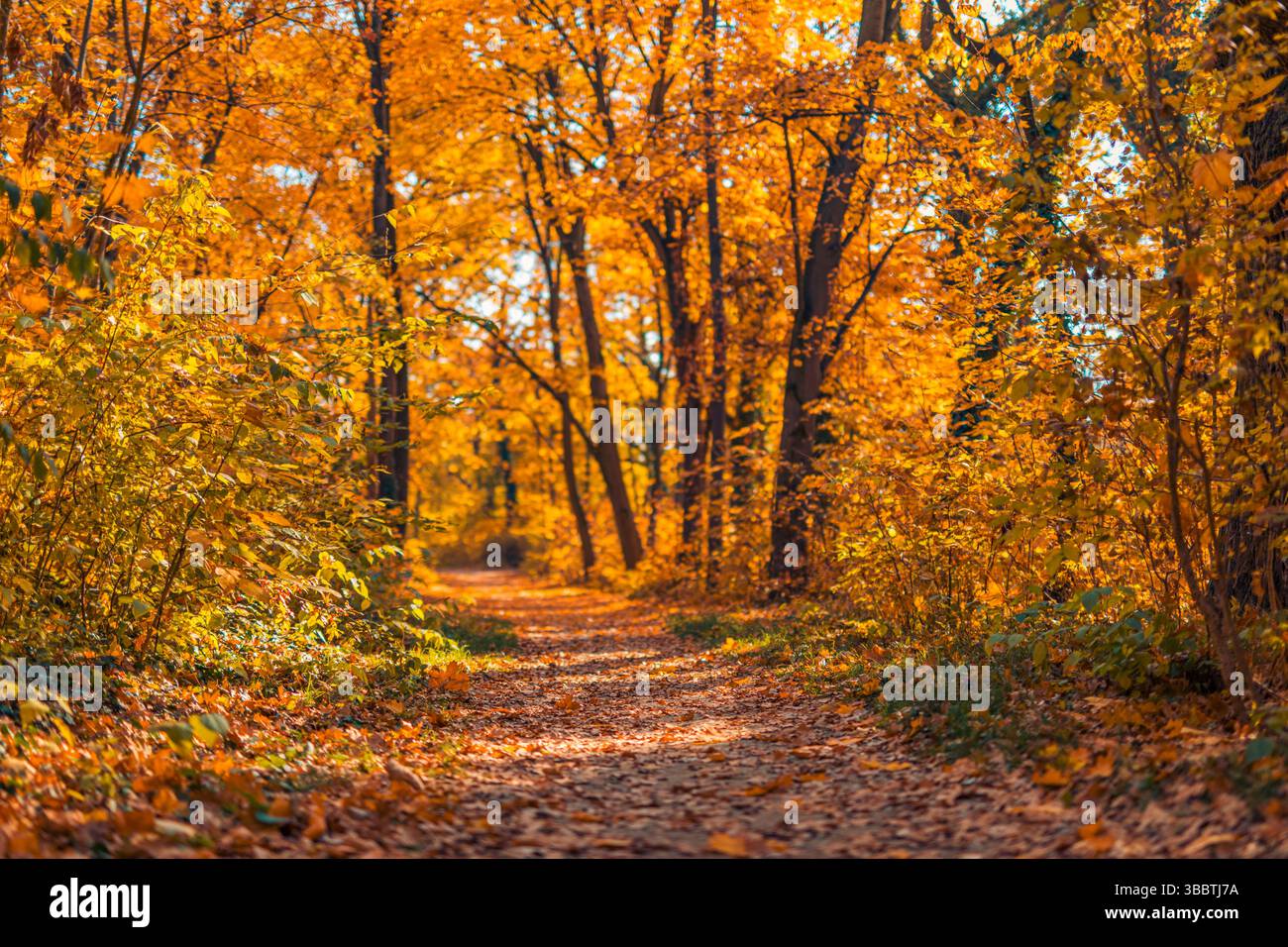 Pittoresca foresta autunnale con foglie arancioni e gialle che si illuminano alla luce soffusa del sole, paesaggio naturale stagionale, tranquillo scenario all'aperto Foto Stock