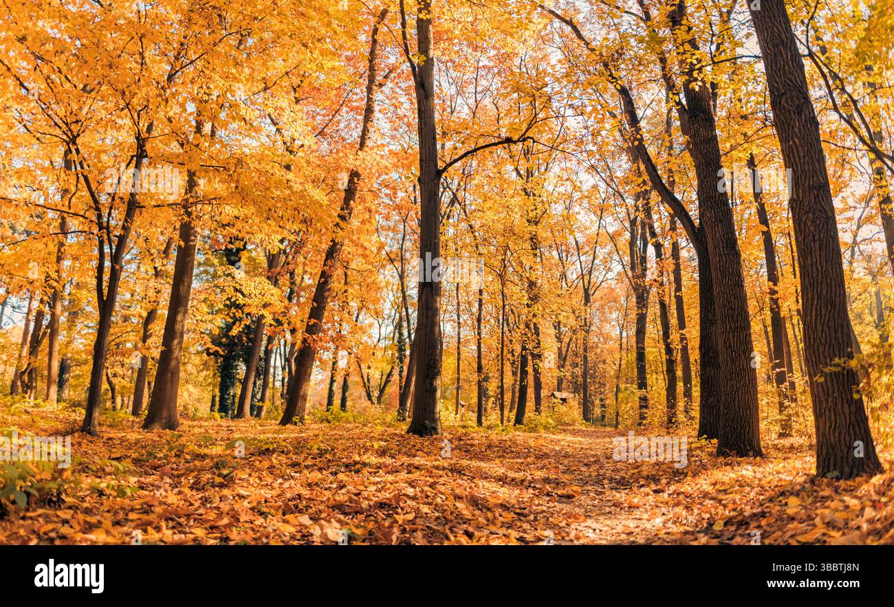 Pittoresca foresta autunnale con foglie arancioni e gialle che si illuminano alla luce soffusa del sole, paesaggio naturale stagionale, tranquillo scenario all'aperto Foto Stock
