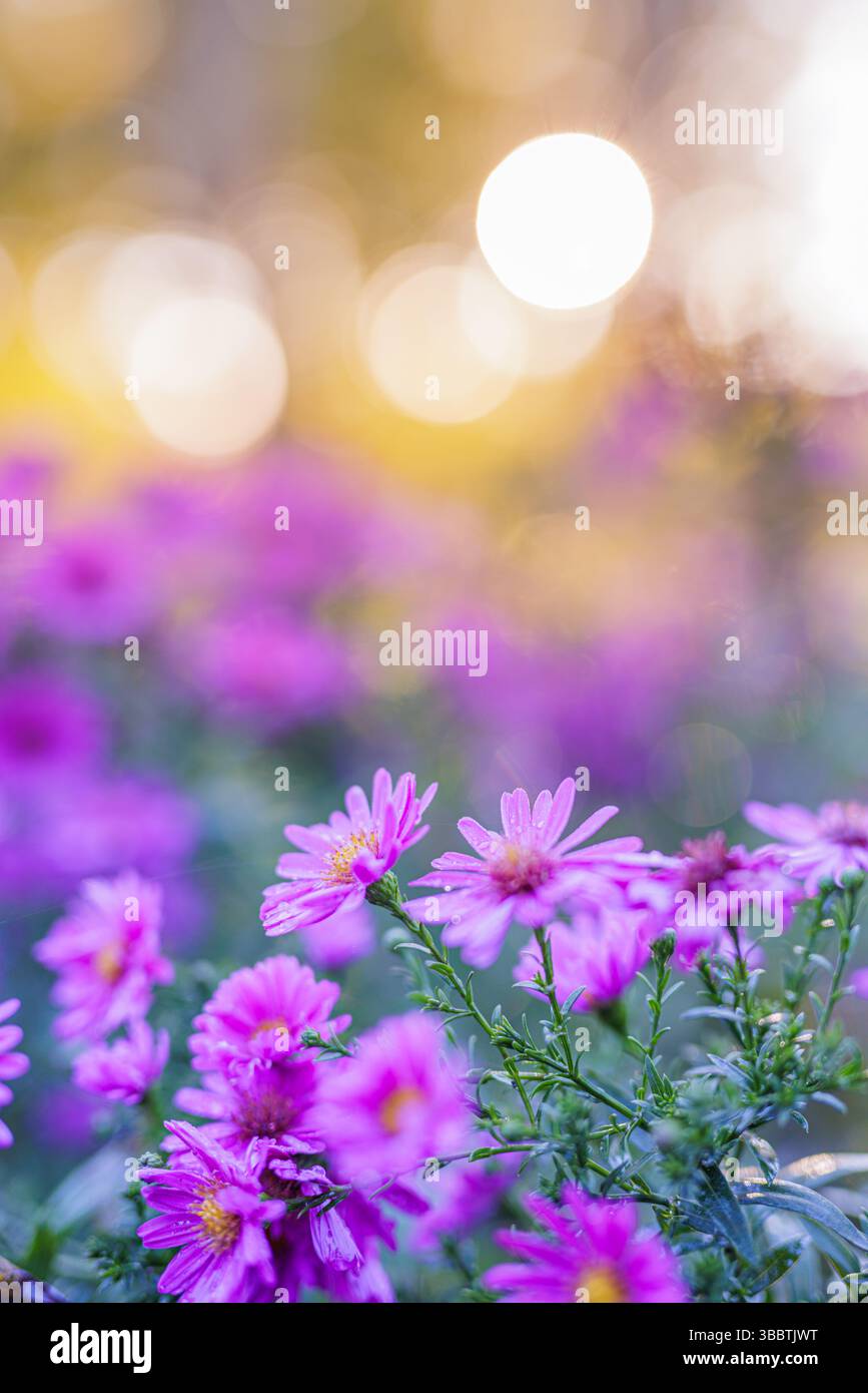 Splendidi fiori viola nel parco autunnale che si illuminano alla calda luce del sole con sfondo bokeh sfocato primo piano artistico scena naturale floreale stagionale Foto Stock