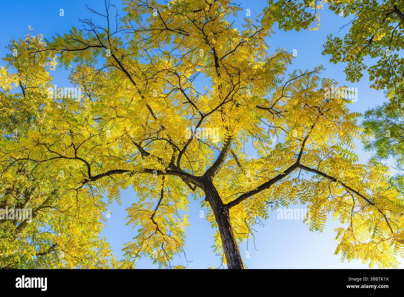 Soleggiata, pittoresca e rilassante natura autunnale e alberi dalle foglie dorate del giallo cielo azzurro, paesaggio stagionale all'aperto, tranquilla foresta ispira la vista Foto Stock