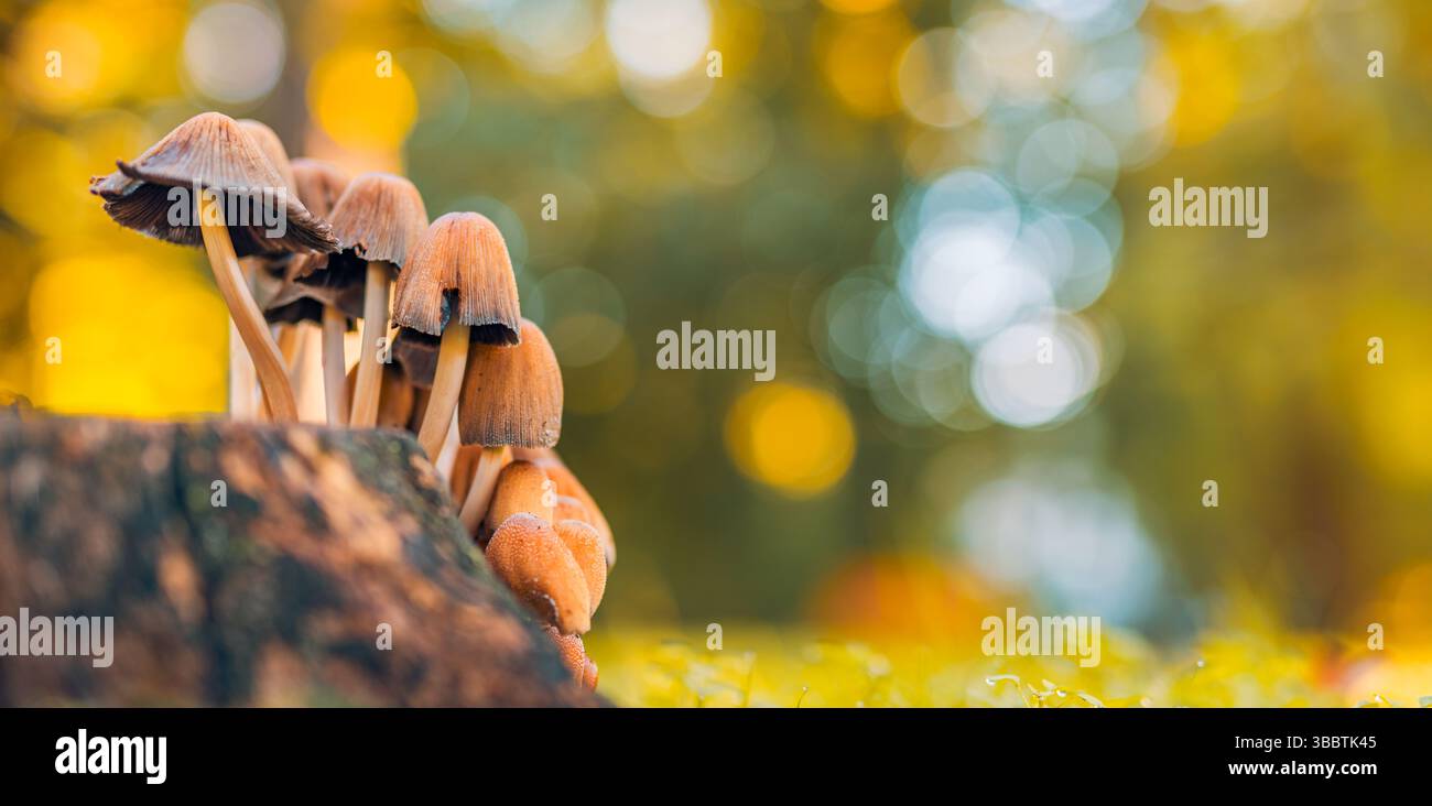 I bellissimi funghi si chiudono nella foresta autunnale, sullo sfondo naturale della foresta, il tramonto, la luce del sole, la colorata scena stagionale all'aperto. La natura dei sogni Foto Stock