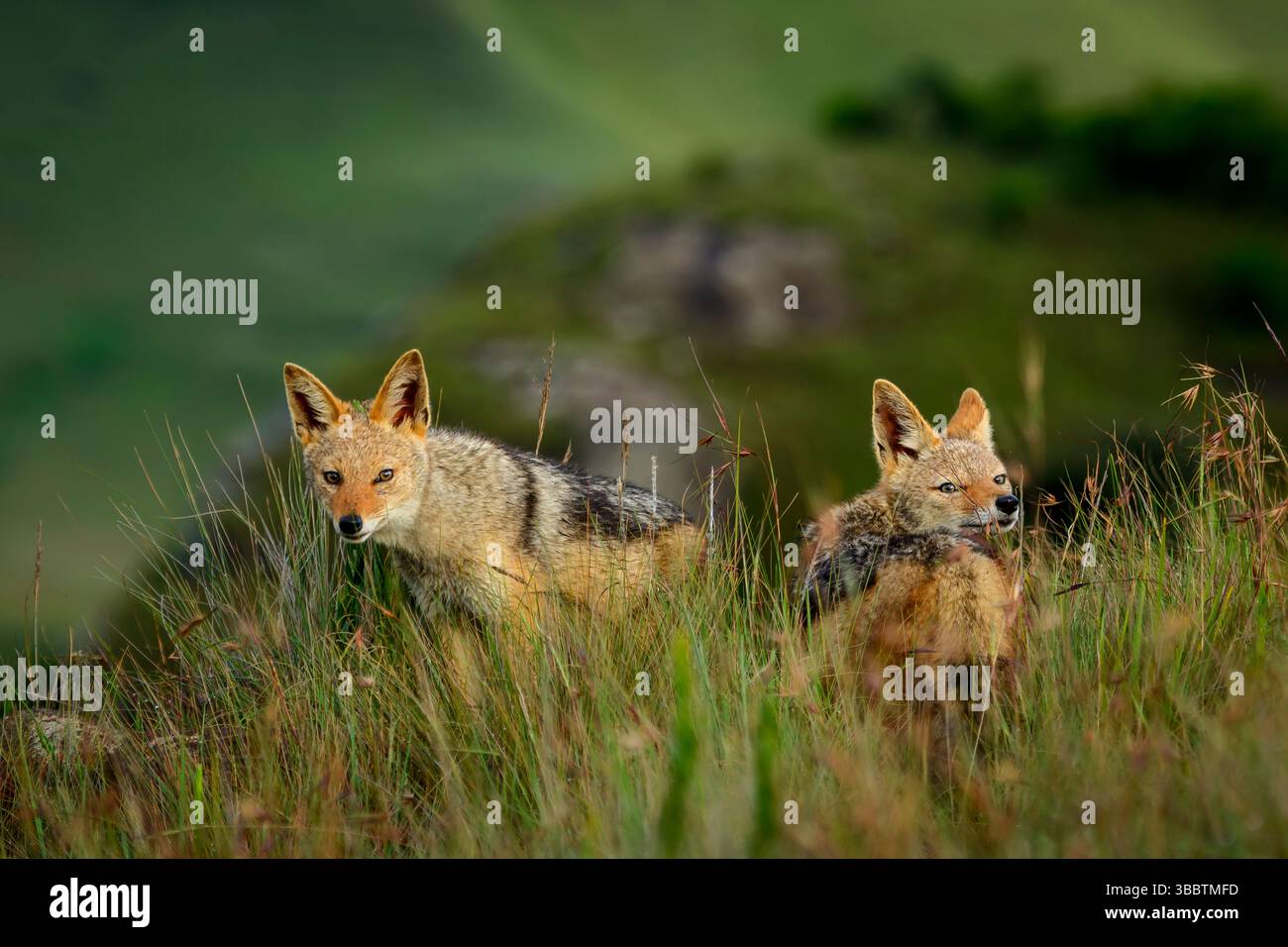 Un paio di sciacalli neri (Canis mesomelas) si mettono in guardia nelle praterie della riserva di caccia del Castello del Gigante, uKhahlamba Drakensberg Park, KwaZulu-Na Foto Stock