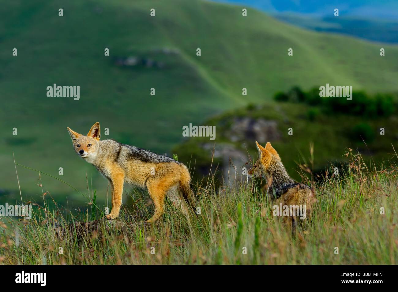 Un paio di sciacalli neri (Canis mesomelas) si mettono in guardia nelle praterie della riserva di caccia del Castello del Gigante, uKhahlamba Drakensberg Park, KwaZulu-Na Foto Stock