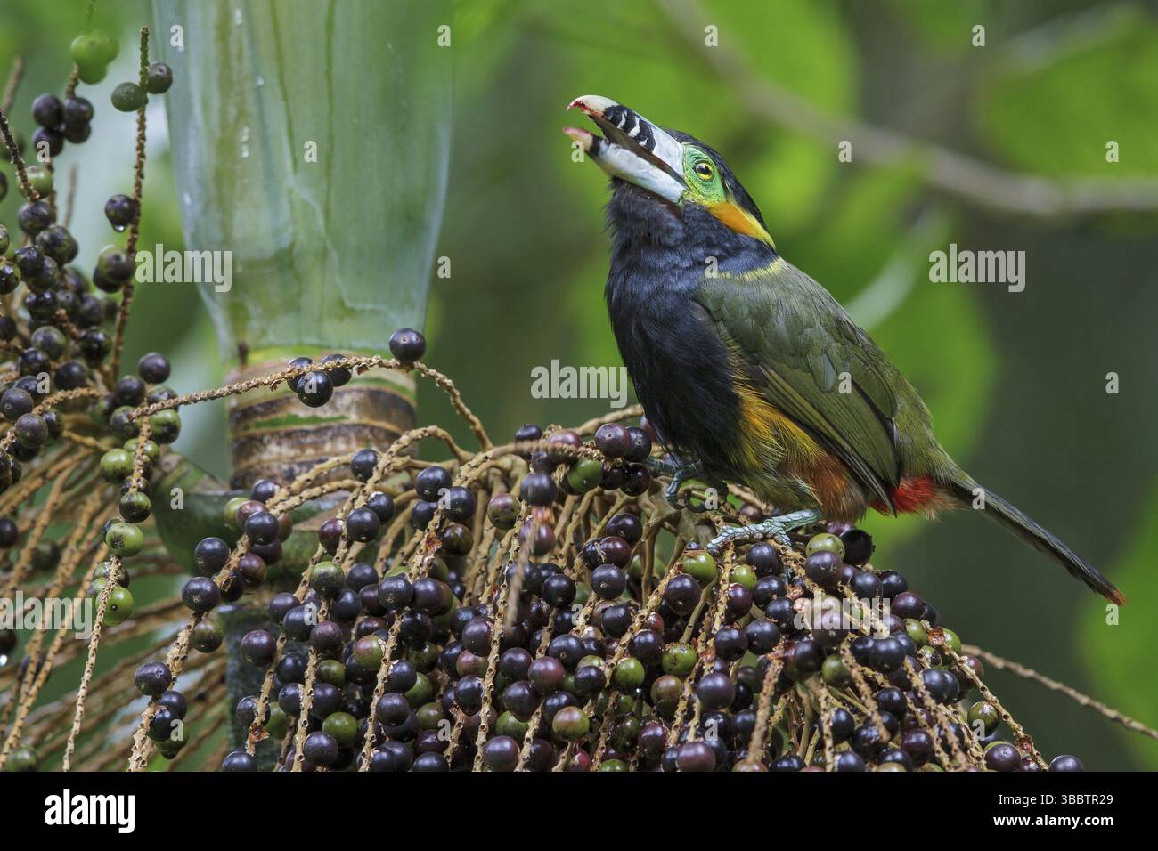 Toucanet (Selenidera maculirostris) a base di palme nella foresta pluviale atlantica del sud-est del Brasile Foto Stock