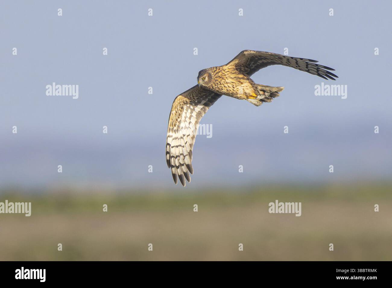 Hen Harrier (Circus cyaneus) volo femminile, Paesi Bassi Foto Stock