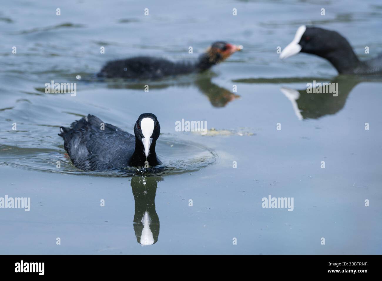 Tre cozze eurasiatiche (Fulica atra) scivolano con grazia su una placida superficie d'acqua blu-grigia, le loro distintive banconote bianche Foto Stock