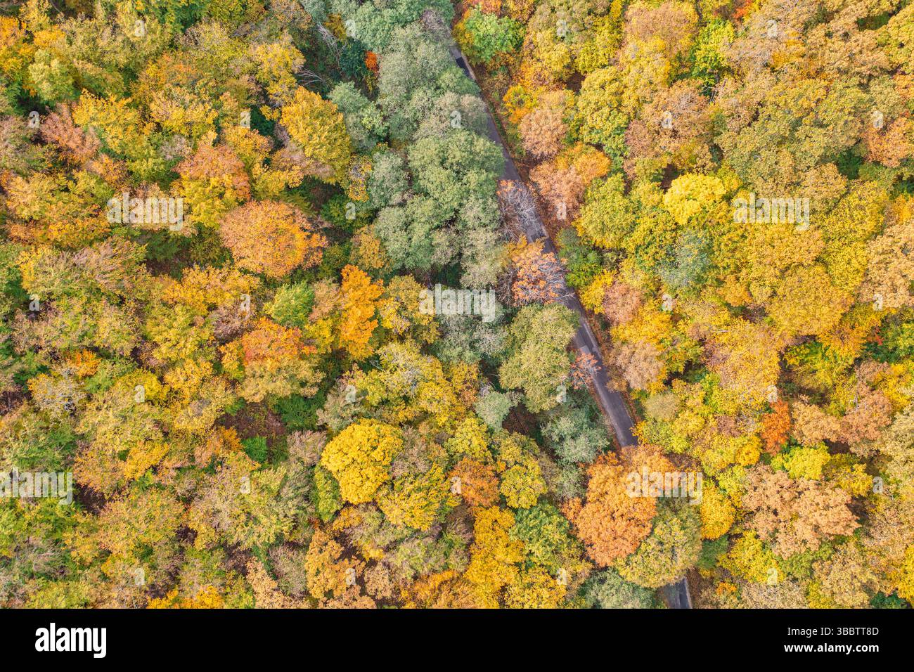 Splendido paesaggio della foresta autunnale con una tranquilla strada di montagna che passa attraverso, tranquillo scenario autunnale, scenografiche pareti naturali, fogliame vivace Foto Stock