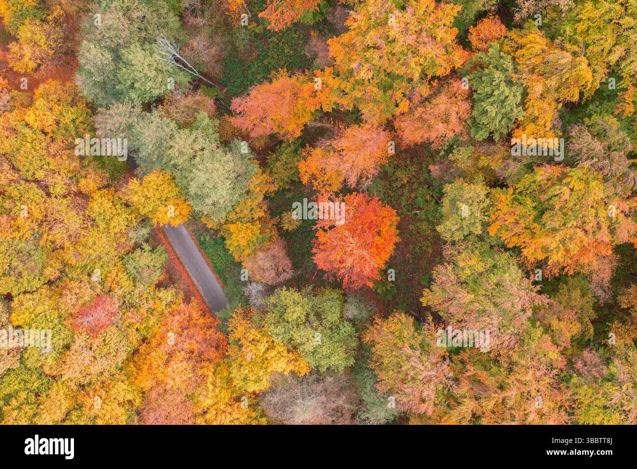 Splendido paesaggio della foresta autunnale con una tranquilla strada di montagna che passa attraverso, tranquillo scenario autunnale, scenografiche pareti naturali, fogliame vivace Foto Stock