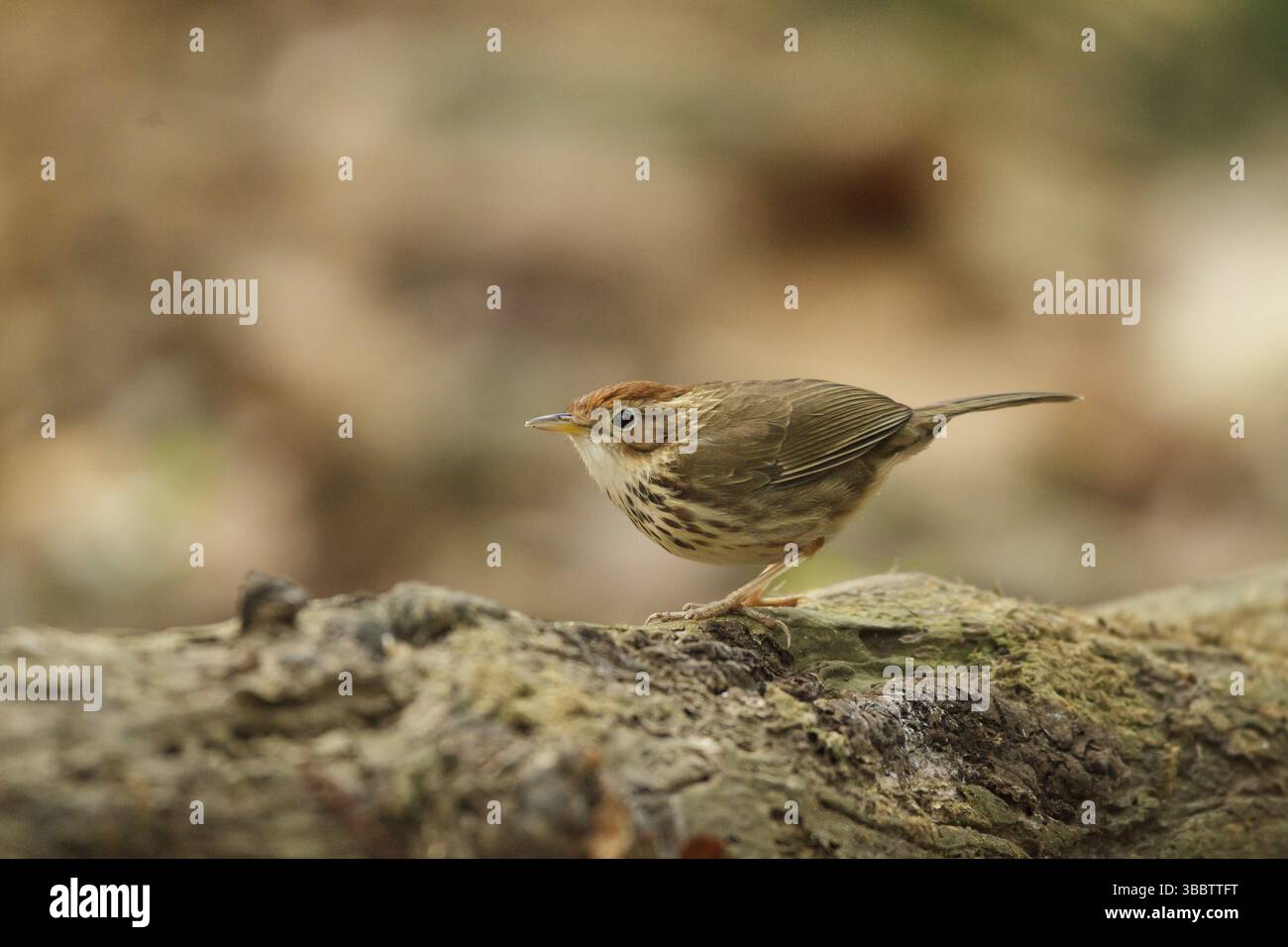 Puff-throated Babbler (Pellorneum ruficeps), Bueng Boraphet, Thailandia, Asia Foto Stock