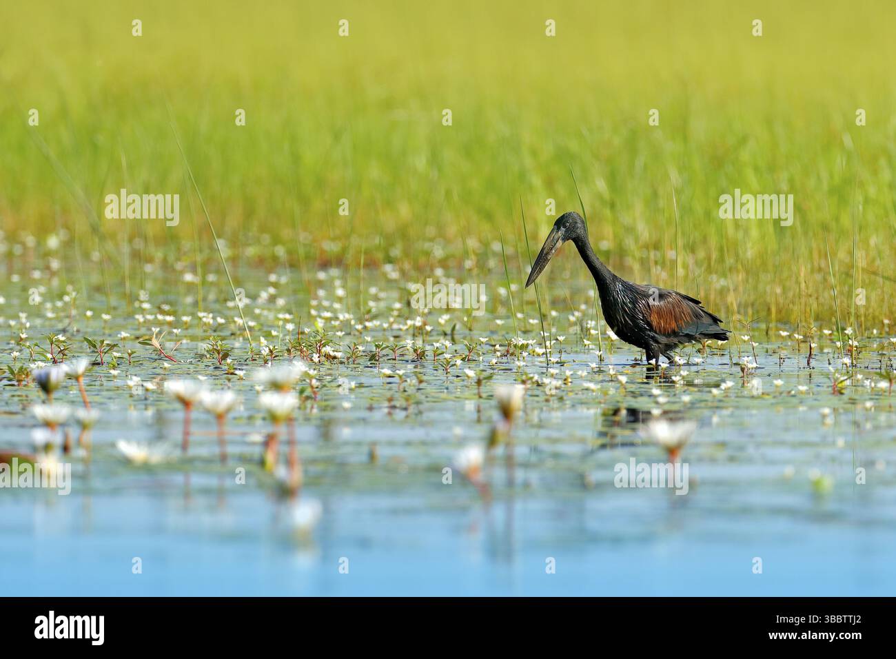 African Openbill, nero grande cicogna africana. Uccello con becco insolito utile per estrarre lumache in tipico ambiente di fiori bianchi paludi. Uccello africano Foto Stock