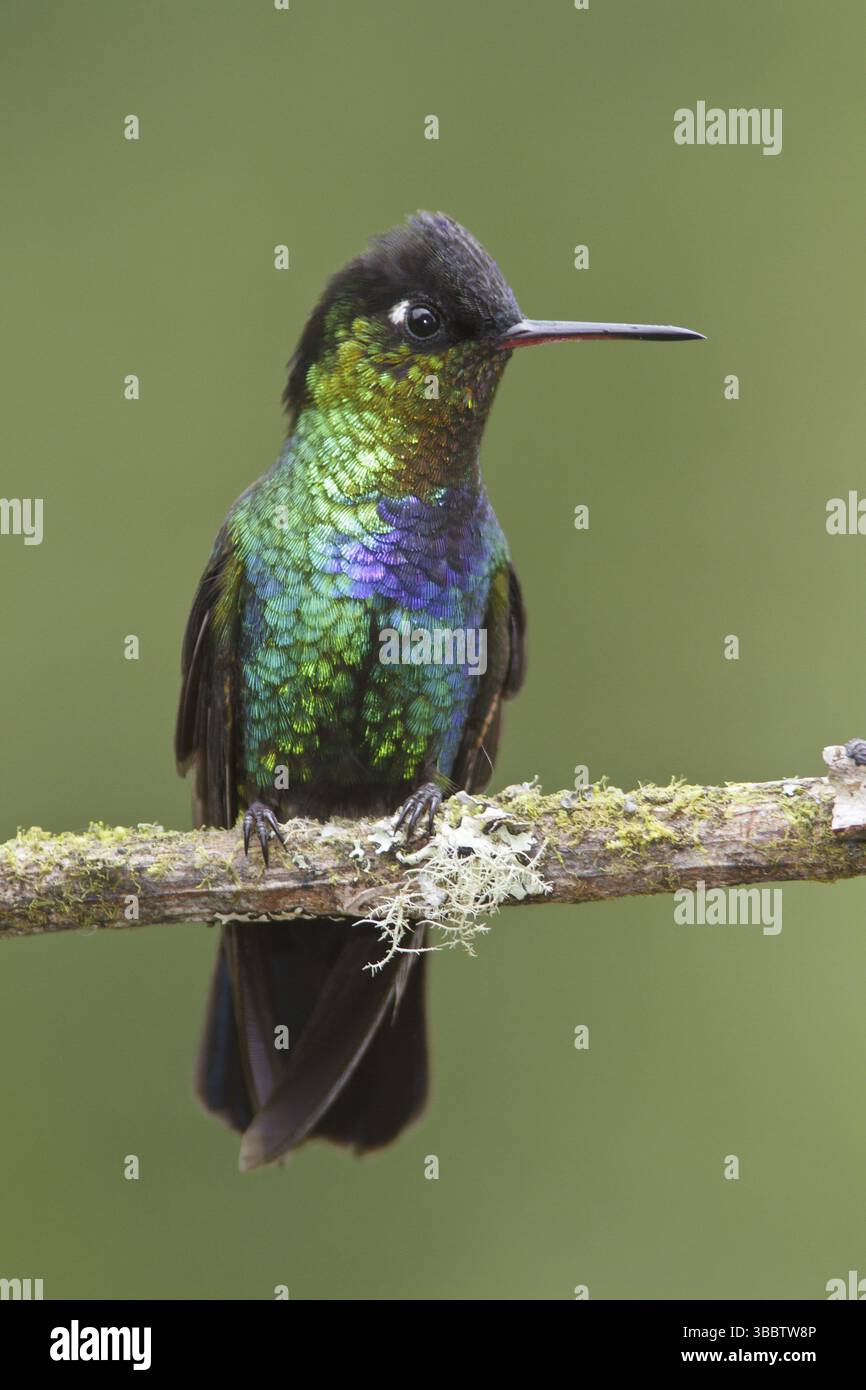 Colibrì dalla gola ardente (Panterpe insignis), Costa Rica, America centrale Foto Stock