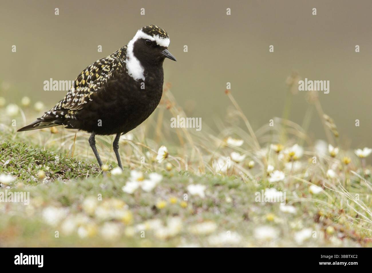 American Golden-Plover (Pluvialis dominica) arroccato sulla tundra a nome, Alaska Foto Stock
