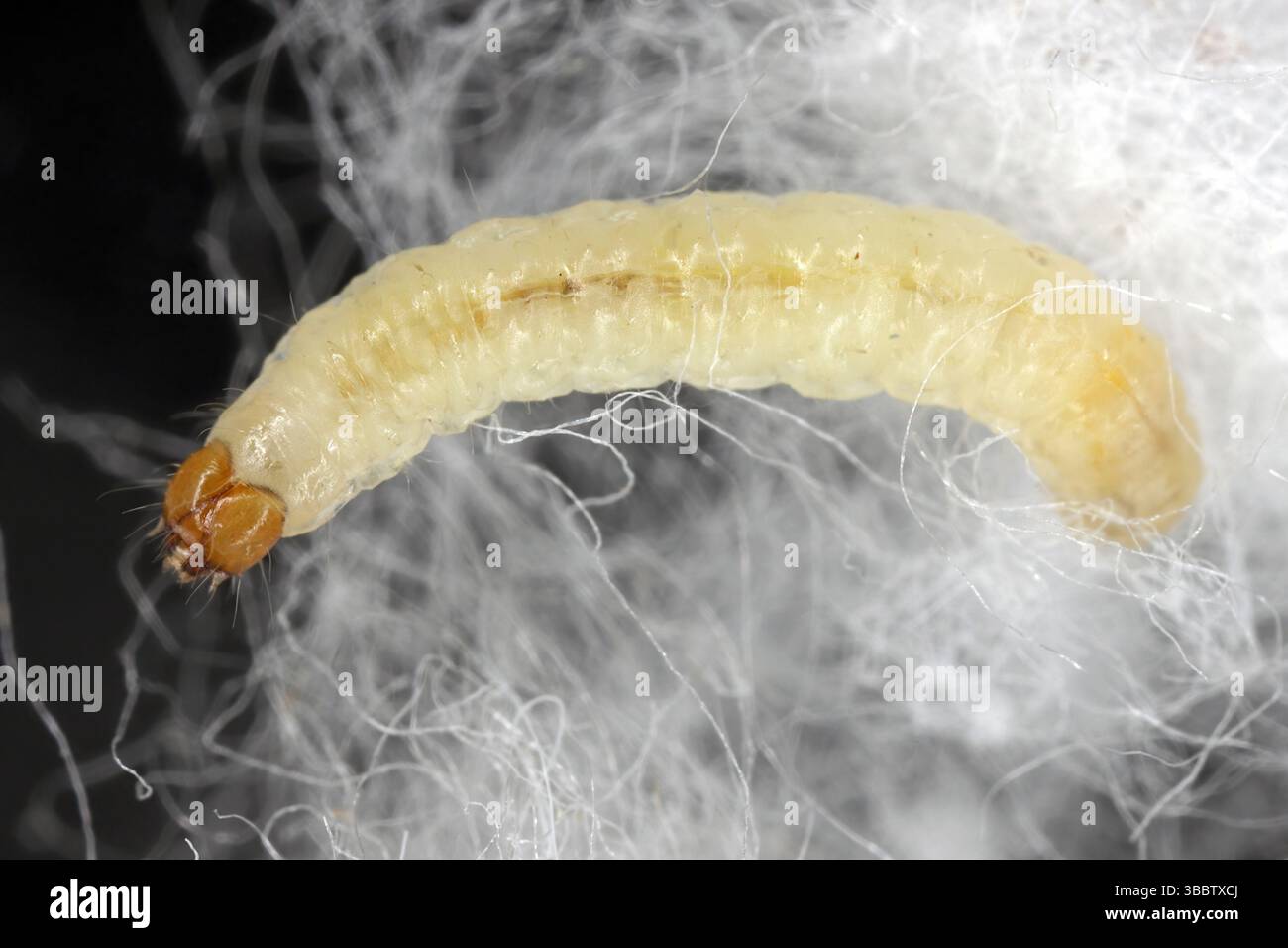 Moquette o abiti comuni larve di Moth, Tineola bisselliella. Caterpillar su tessuto. Foto Stock
