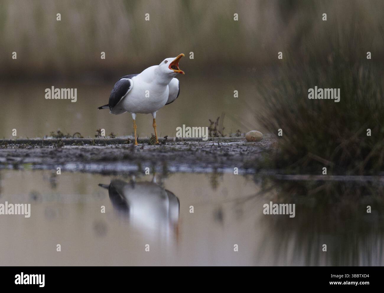Minore gabbiano con sostegno nero (Larus fuscus) Calling, Schleswig-Holstein, Germania, Europa Foto Stock