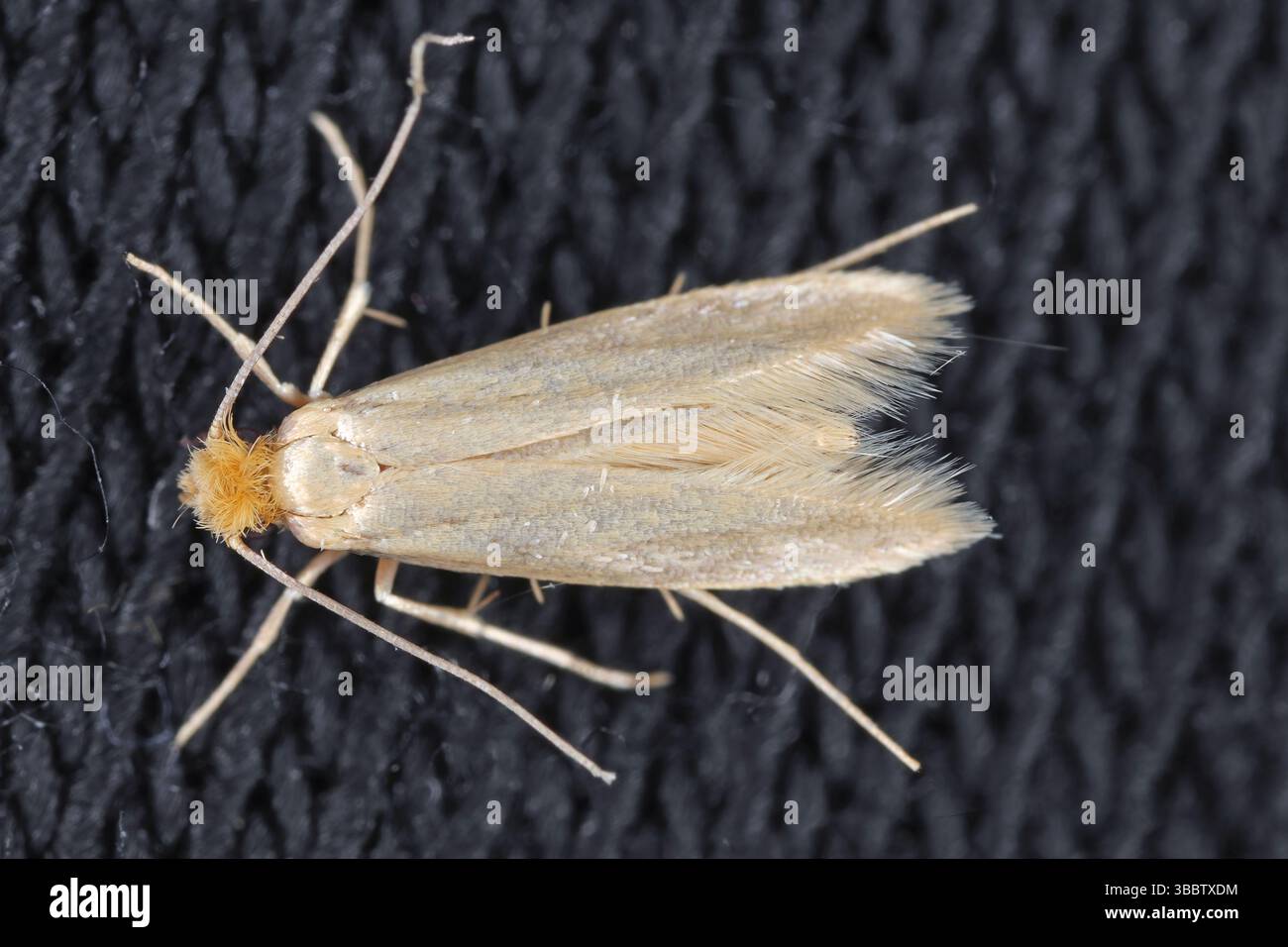 Vestiti moth Tineola biselliella moth su tessuto Foto Stock