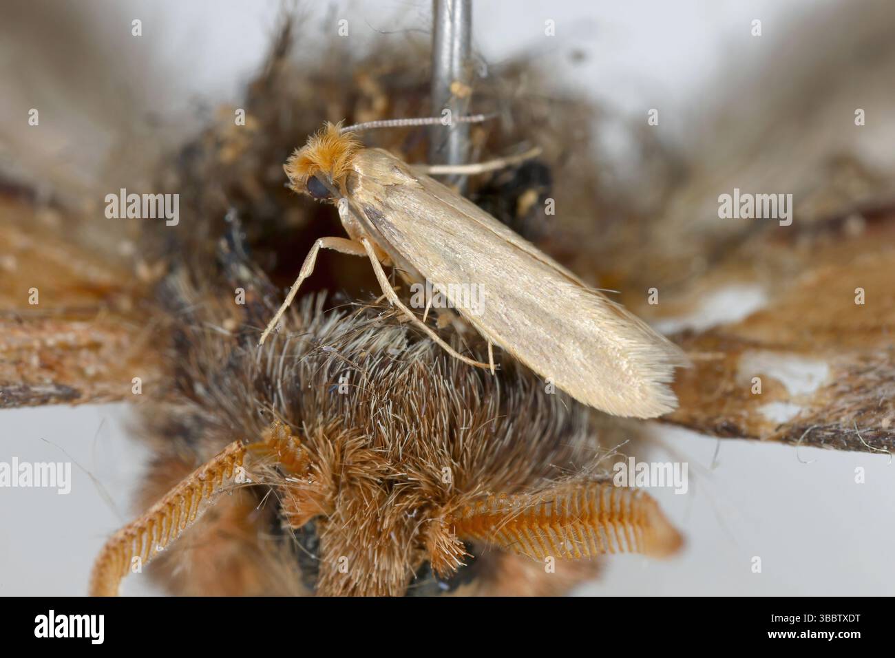 Falena adulta di Tineola bisselliella, falena di abiti comuni, falena di abiti a tessitura su resti di un insetto distrutto da caterpillars in una collezione di cozze Foto Stock