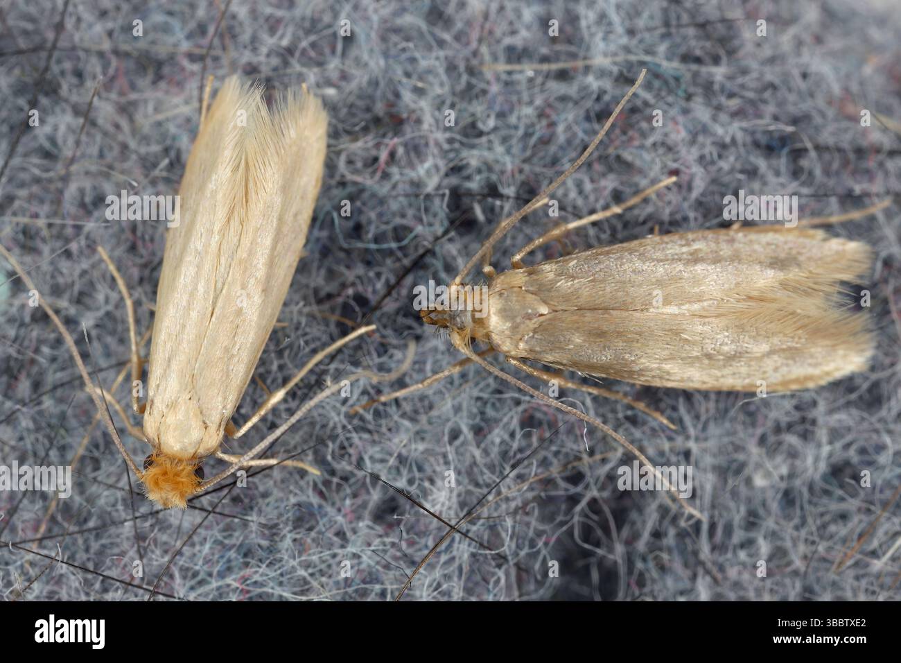 Tineola bisselliella, conosciuta come la falena di abbigliamento comune, la falena di vestiti in tessuto o semplicemente la falena di abbigliamento. Falene adulte su tessuto. Foto Stock