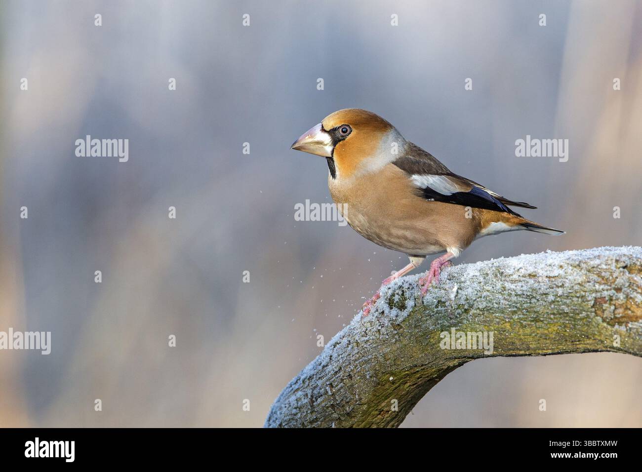 Hawfinch (Coccothraustes coccothraustes), Sassonia-Anhalt, Germania, Europa Foto Stock